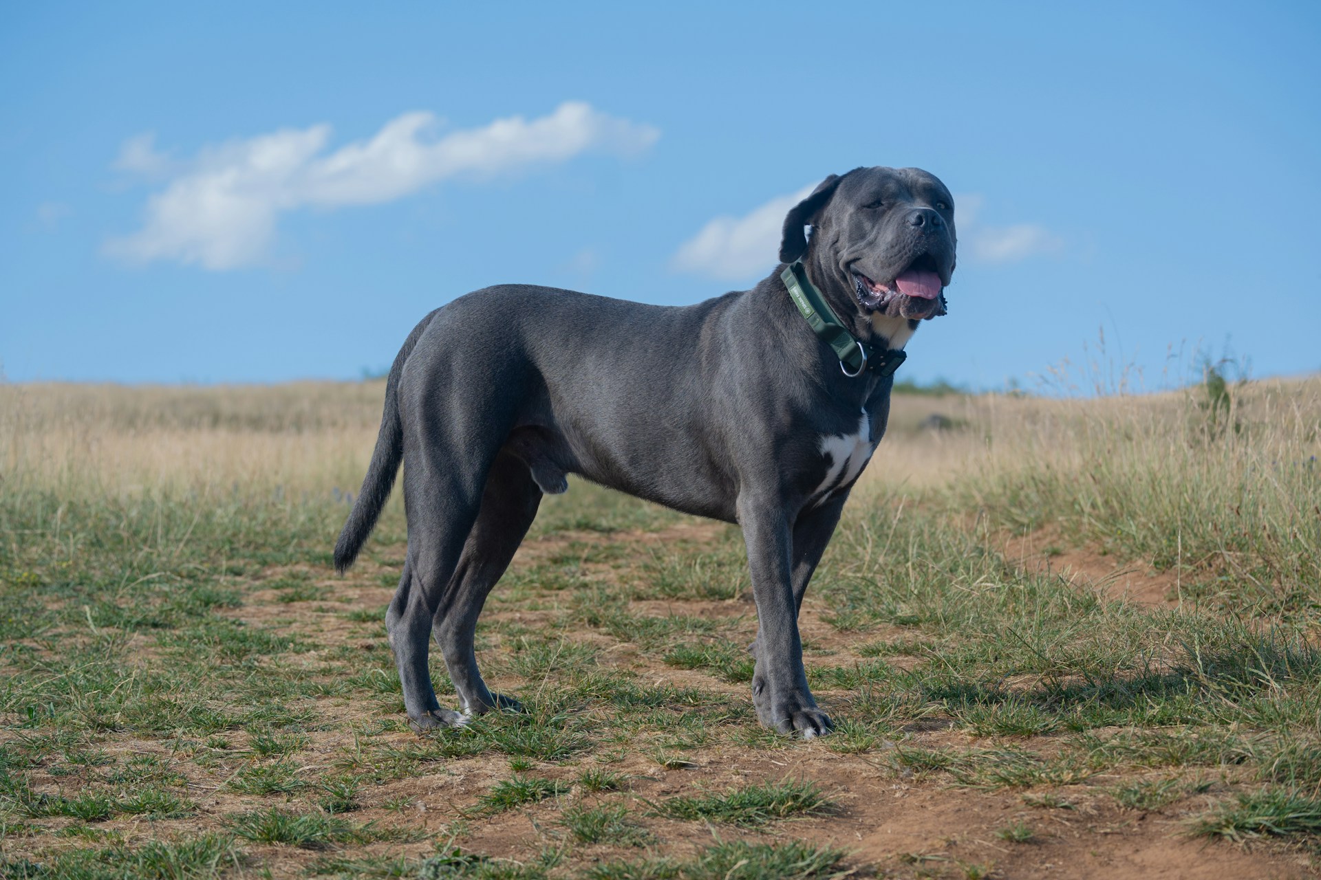 Cane Corso italien dans son environnement naturel, chien de type molosse