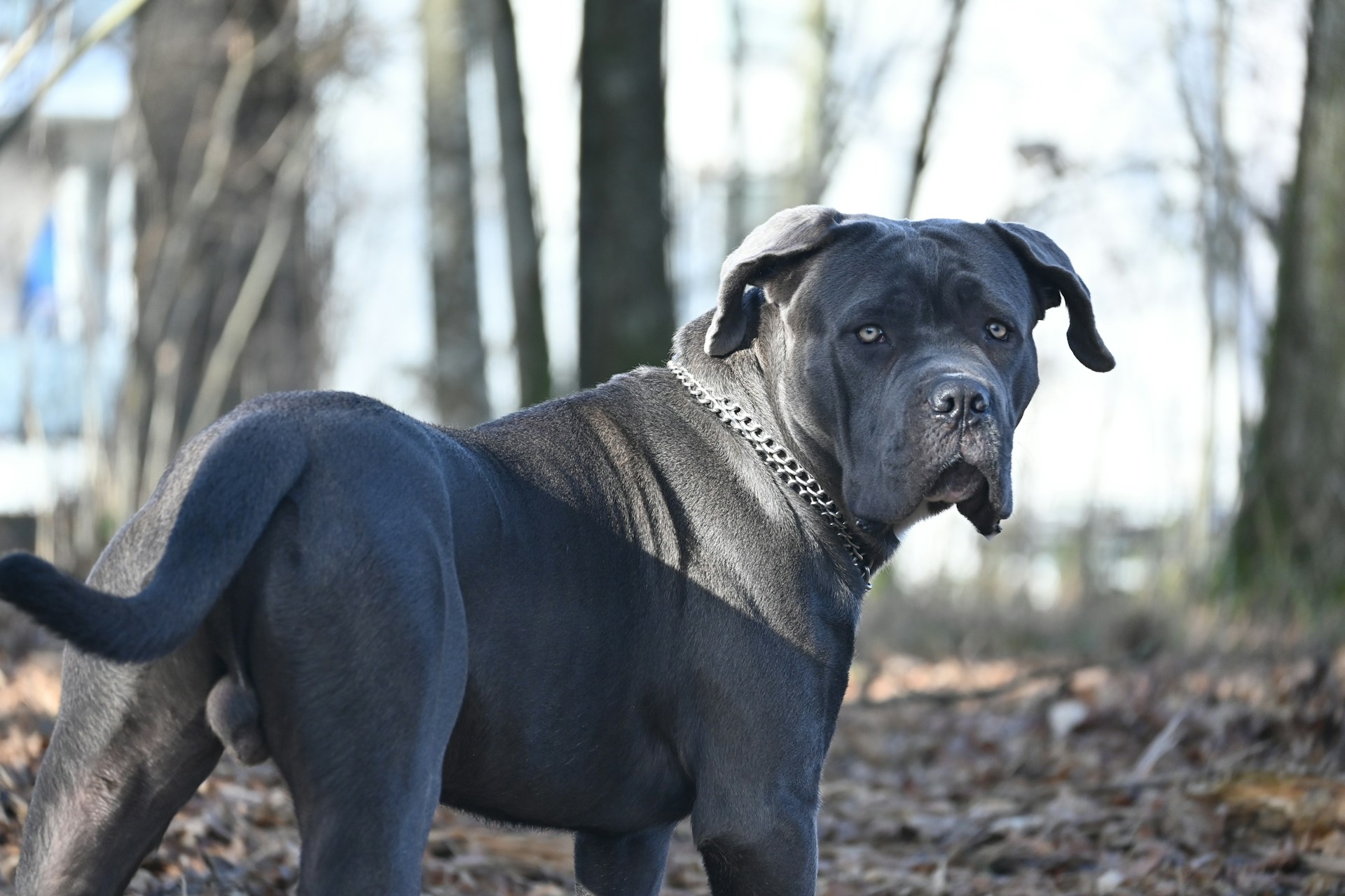 Cane Corso adulte calme en extérieur, chien puissant et équilibré