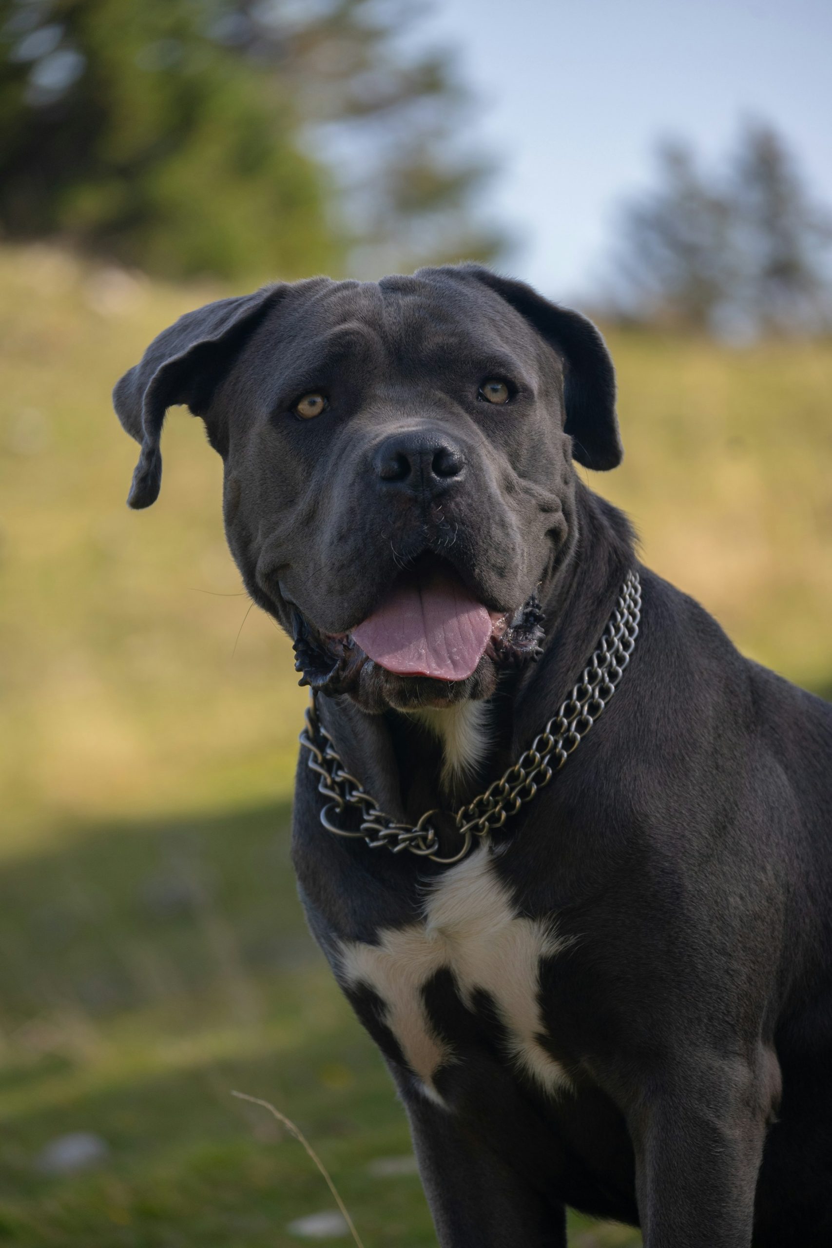 Cane Corso dans son élément naturel, prairie et liberté