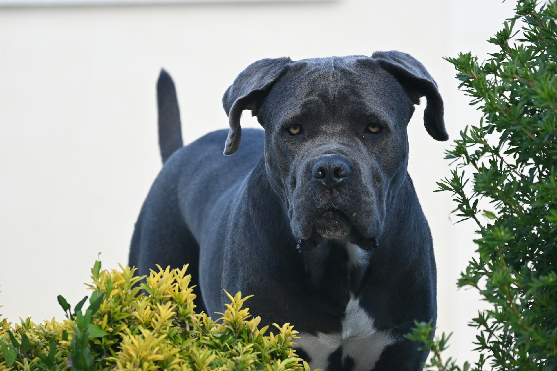 Cane Corso adulte explorant son environnement