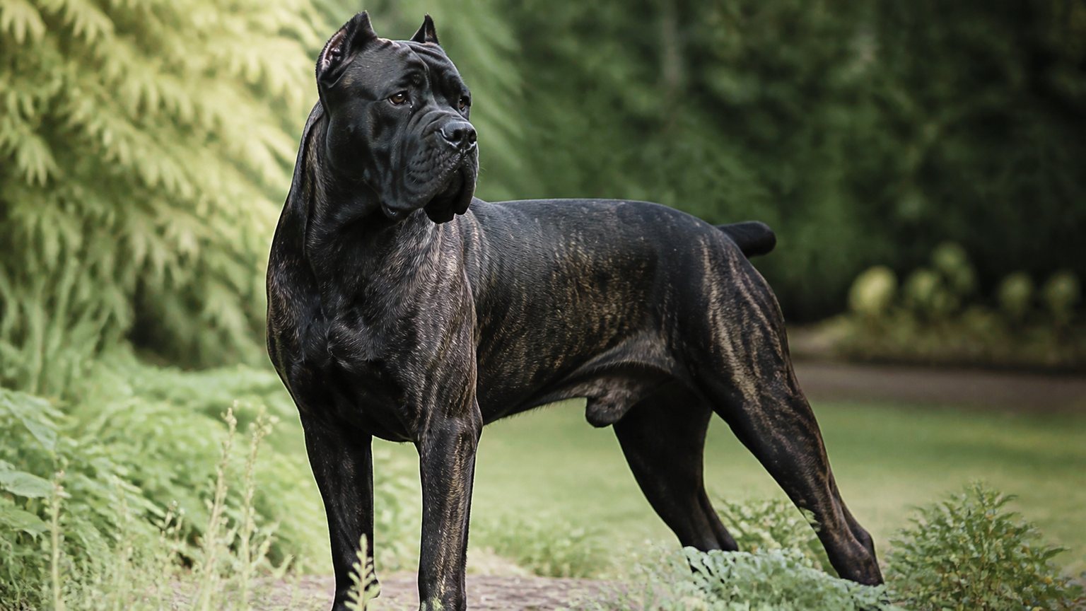 Cane Corso bringé foncé illustrant les nuances du bringé inversé