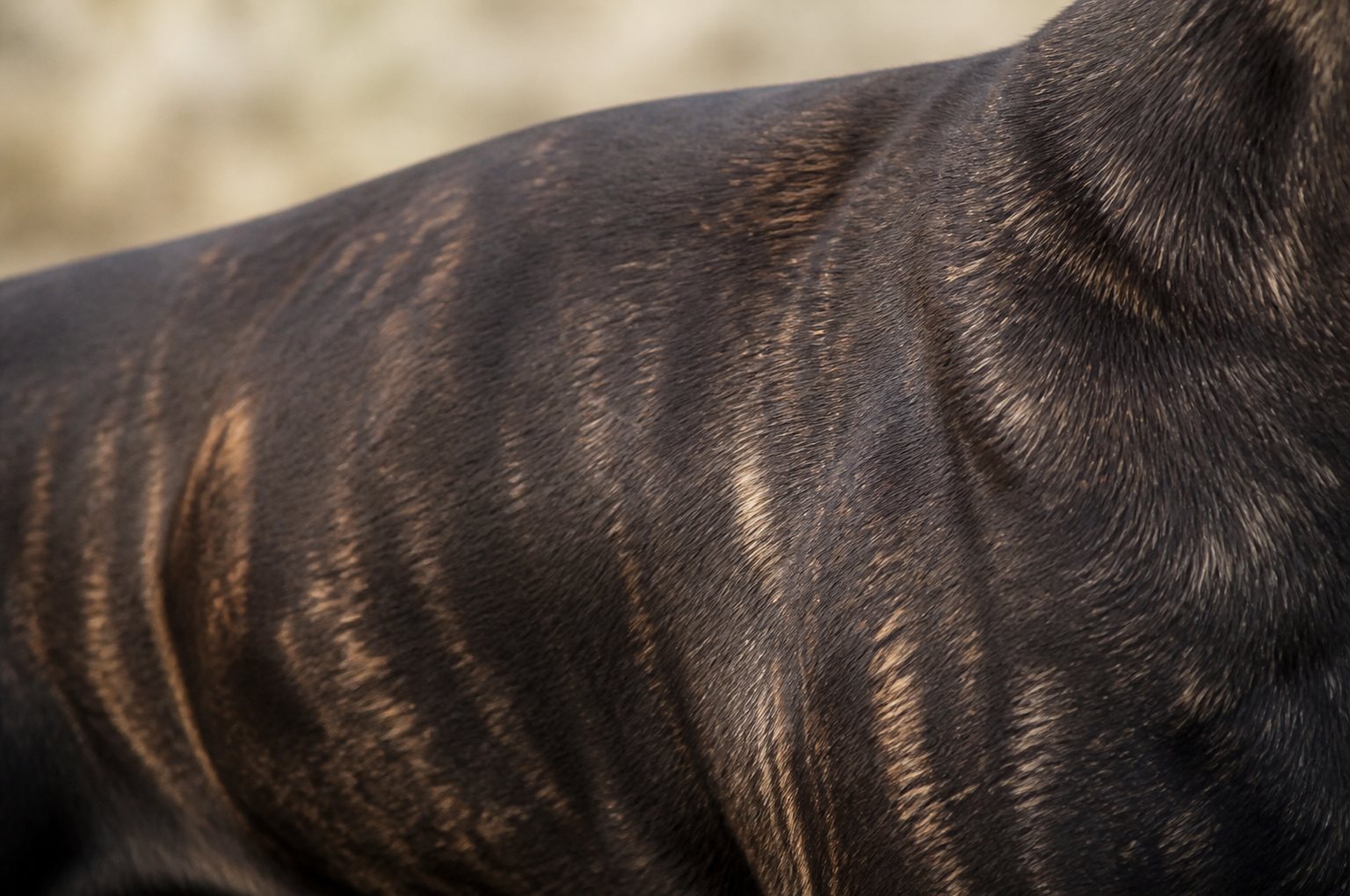 Détail du pelage bringé foncé d’un Cane Corso
