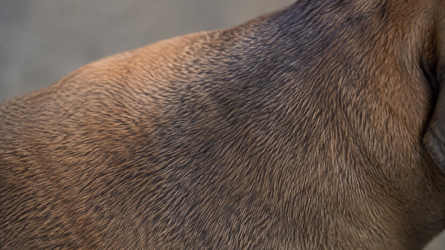 Détail de pelage fauve charbonné chez un Cane Corso